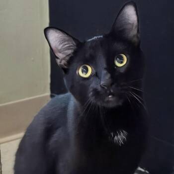 Domestic Short Hair Cats Available for Adoption - Mr. Bond | PetCurious