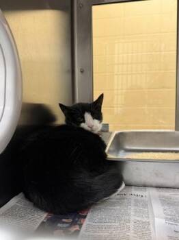 Domestic Short Hair Cats Available for Adoption in Wichita, Kansas - Piper | PetCurious