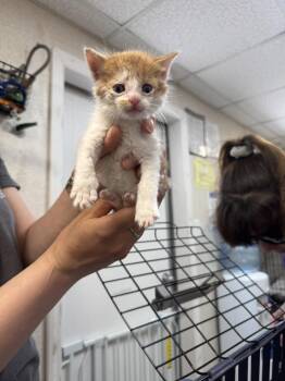 Domestic Short Hair Cats Available for Adoption in Pomona, New York - Samson | PetCurious