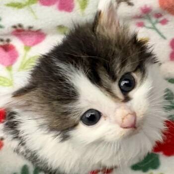 Jolene -  Domestic Long Hair Cat for Adoption in Warrensburg, Missouri - Jolene | PetCurious