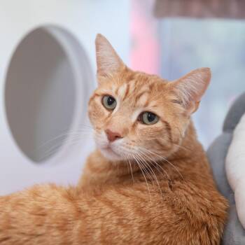 Dewberry -  Domestic Short Hair Cat for Adoption in Salt Lake City, Utah - Dewberry | PetCurious