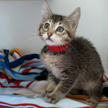 Mary -  Domestic Short Hair Cat for Adoption in Oakland, California - Mary | PetCurious