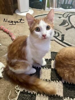 Turkish Van Cats Available for Adoption - Nugget | PetCurious