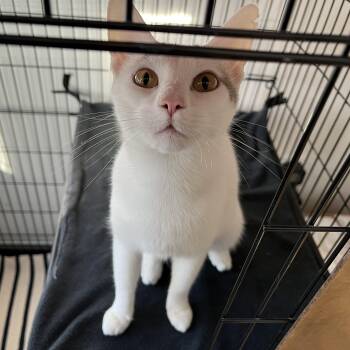 American Shorthair Cats Available for Adoption in Hull, Massachusetts - Bardot | PetCurious