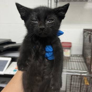 Domestic Short Hair Cats Available for Adoption in Edinburg, Texas - Wrangler | PetCurious