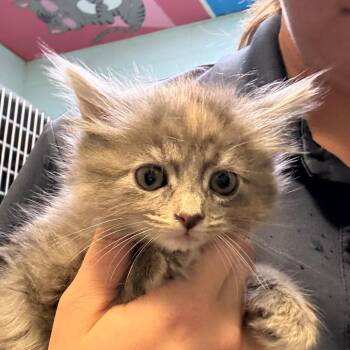 Malibu -  Domestic Medium Hair Cat for Adoption in Jacksonville, Arkansas - Malibu | PetCurious
