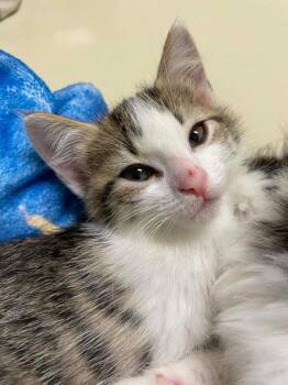 Wobble -  Domestic Short Hair Cat for Adoption in Hamilton, Ohio - Wobble | PetCurious