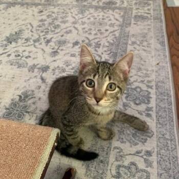 Rescue Tabby Cats for Adoption in Clawson, Michigan - Coconut | PetCurious
