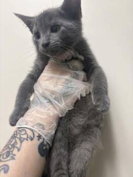 Chop -  Domestic Short Hair Cat for Adoption in Morristown, New Jersey - Chop | PetCurious