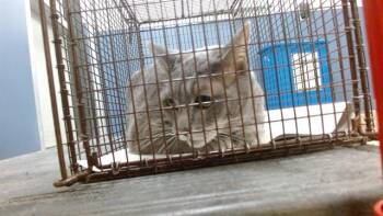 JETRO -  Russian Blue Cat for Adoption in Doral, Florida - JETRO | PetCurious