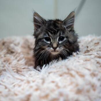 Badger -  Domestic Short Hair Cat Available for Adoption in Gainesville, Georgia - Badger | PetCurious
