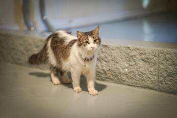 Amethyst -  Domestic Medium Hair Cat for Adoption in Pittsboro, North Carolina - Amethyst | PetCurious