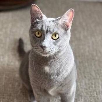 Rescue American Shorthair Cats for Adoption - Otis - LOVE TURNED THIS SHY BOY INTO A LAP CAT! | PetCurious