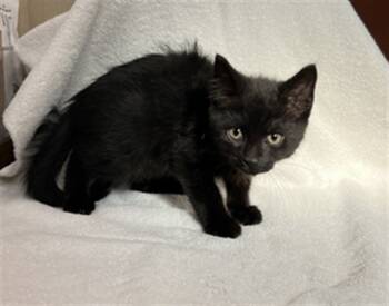 Rescue Domestic Medium Hair Cats for Adoption in Rancho Cucamonga, California - DONALD | PetCurious