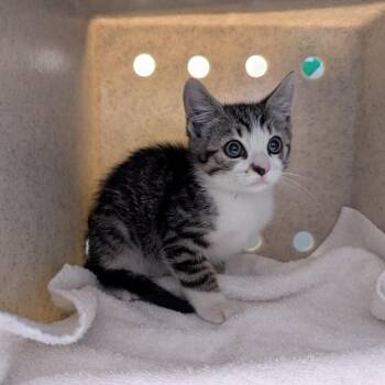Domestic Short Hair Cats Available for Adoption in Pasadena, California - Pierre | PetCurious