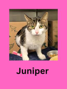Rescue Domestic Short Hair Cats for Adoption in Ravenna, Ohio - Juniper | PetCurious