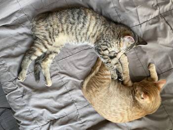 Pancake & Waffles -  Tabby Cat for Adoption in Cleveland, Ohio - Pancake & Waffles | PetCurious