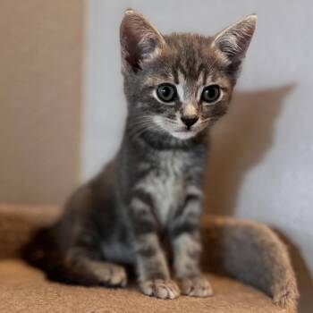 Itty Bitty -  Domestic Short Hair Cat for Adoption in Long Beach, California - Itty Bitty | PetCurious