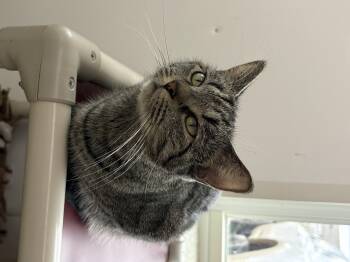 Rescue Domestic Short Hair Cats for Adoption in Black River Falls, Wisconsin - Sage | PetCurious