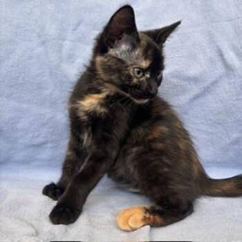 Maggie -  Domestic Short Hair Cat for Adoption in Janesville, Wisconsin - Maggie | PetCurious