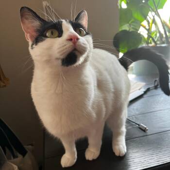 Domestic Short Hair Cats Available for Adoption in Richmond, Virginia - Lily White | PetCurious