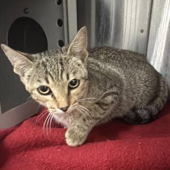 BJ -  Domestic Short Hair Cat for Adoption in Montgomery, Alabama - BJ | PetCurious