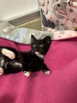 Juliet -  Domestic Short Hair Cat for Adoption in Parlier, California - Juliet | PetCurious