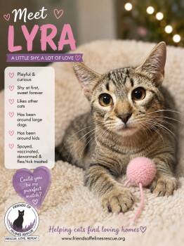 Lyra -  Domestic Short Hair Cat for Adoption in Rio Linda, California - Lyra | PetCurious