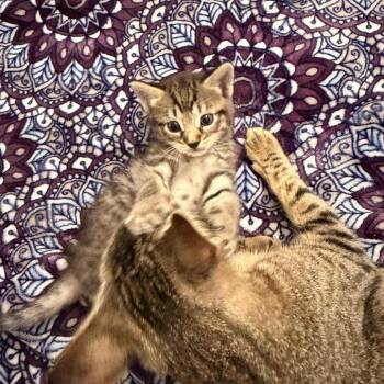Domestic Short Hair Cats Available for Adoption in Tampa, Florida - Dannon | PetCurious
