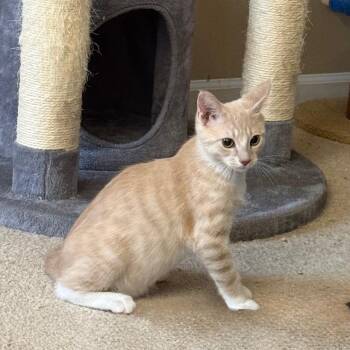 Fruit Fly -  Domestic Short Hair Cat for Adoption in Gibsonia, Pennsylvania - Fruit Fly | PetCurious