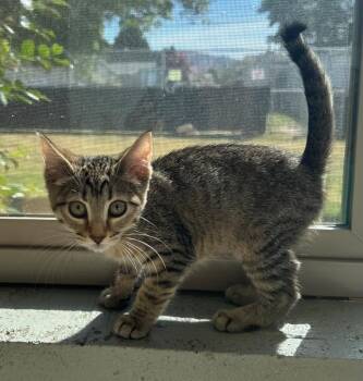 Daffy Duck -  Domestic Short Hair Cat for Adoption in Newberg, Oregon - Daffy Duck | PetCurious