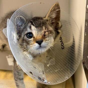 Hickory -  Domestic Short Hair Cat for Adoption in Walnut Creek, California - Hickory | PetCurious