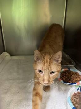 Domestic Short Hair Cats Available for Adoption - Nicolas Cage | PetCurious