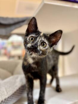 Freesia (needs to be adopted with littermate) -  Domestic Short Hair Cat for Adoption in Oakland, California - Freesia (needs To Be Adopted With Littermate) | PetCurious