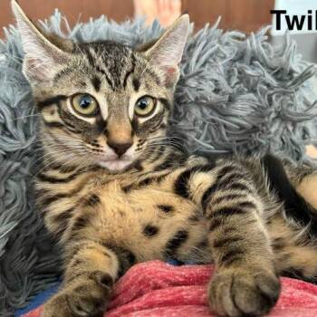 Twilight -  Domestic Short Hair Cat for Adoption in Toronto, Ontario - Twilight | PetCurious