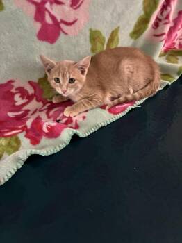 Emily -  Domestic Short Hair Cat for Adoption in Rock Falls, Illinois - Emily | PetCurious