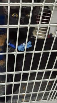 Domestic Short Hair Cats Available for Adoption in Republic, Missouri - Spook | PetCurious