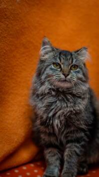 Rescue Domestic Medium Hair Cats for Adoption in Alexandria, Indiana - Lola | PetCurious