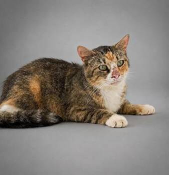 Callie -  Domestic Short Hair Cat for Adoption in Bowling Green, Kentucky - Callie | PetCurious