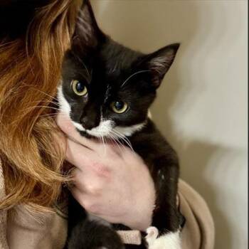 Domestic Short Hair Cats Available for Adoption in Snow Hill, North Carolina - Paloma | PetCurious