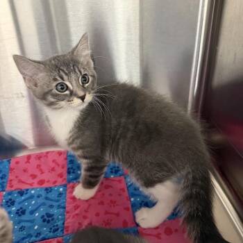 Summer -  Domestic Short Hair Cat for Adoption in Grantsville, Utah - Summer | PetCurious