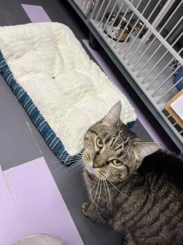 Domestic Short Hair Cats Available for Adoption in Cedar Rapids, Iowa - Phoenix | PetCurious