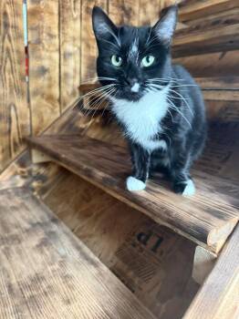 Darlene (f) 2yrs tuxedo -  Domestic Short Hair Cat Available for Adoption in Ottawa, Ontario - Darlene (f) 2yrs Tuxedo | PetCurious