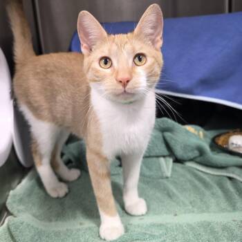 Rascal -  Domestic Short Hair Cat for Adoption in Fort Wayne, Indiana - Rascal | PetCurious