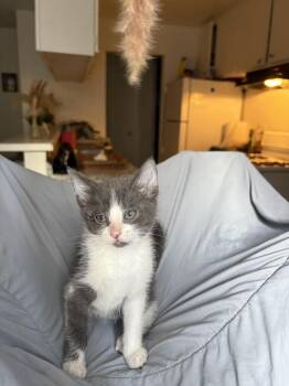 Mika -  Domestic Short Hair Cat for Adoption in Lancaster, California - Mika | PetCurious
