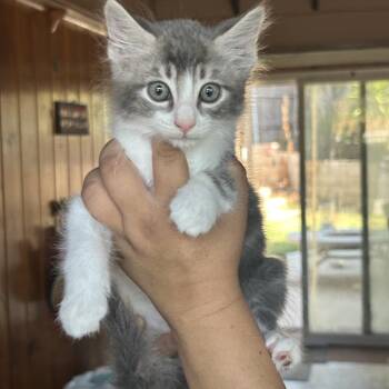 Lemon -  Domestic Medium Hair Cat for Adoption in Long Beach, California - Lemon | PetCurious