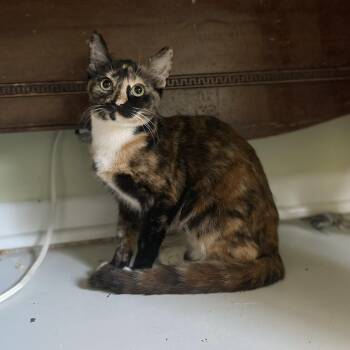 Cricket Too -  Tortoiseshell Cat for Adoption in Pendleton, Oregon - Cricket Too | PetCurious