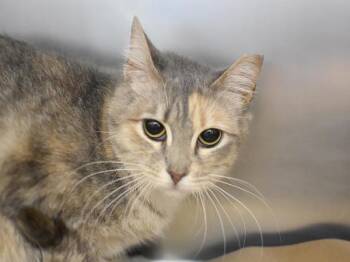Domestic Short Hair Cats Available for Adoption in Portland, Oregon - Berry | PetCurious