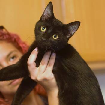 Marshmellow -  Domestic Short Hair Cat for Adoption in Belleville, Illinois - Marshmellow | PetCurious