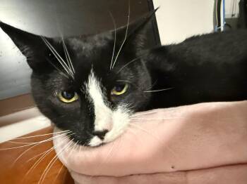 Mickey -  Domestic Short Hair Cat for Adoption in New York, New York - Mickey | PetCurious